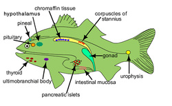 Amphiprion species - AP Endocrine